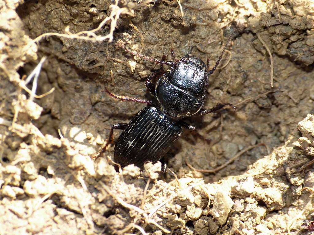 Ditomus clypeatus - Tolfa (RM)